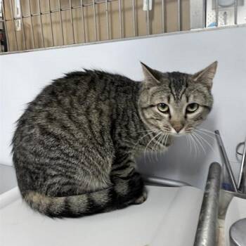 Domestic Short Hair Cats Available for Adoption in New York, New York - Ralph | PetCurious