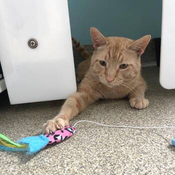 Crimson Delight -  Domestic Short Hair Cat for Adoption in Chicago, Illinois - Crimson Delight | PetCurious