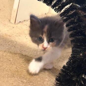 Bubbles -  Domestic Short Hair Cat for Adoption in League City, Texas - Bubbles | PetCurious