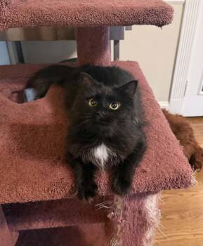 Foxy -  Domestic Medium Hair Cat for Adoption in Lansdowne, Pennsylvania - Foxy | PetCurious