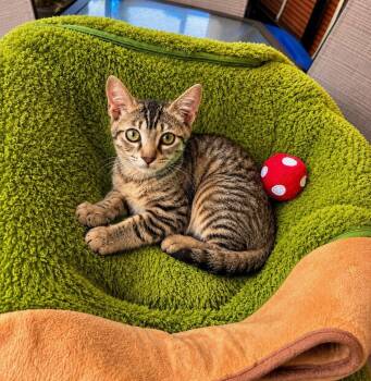 Ollie -  Domestic Short Hair and Abyssinian Cat for Adoption in Boca Raton, Florida - Ollie | PetCurious