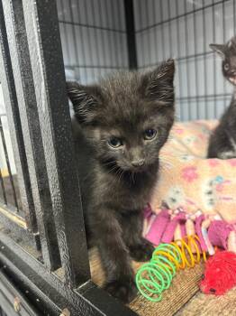 Bashful -  Domestic Short Hair Cat Available for Adoption in Algona, Iowa - Bashful | PetCurious