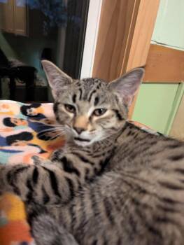 Rescue Domestic Short Hair Cats for Adoption in Rice Lake, Wisconsin - Bolt | PetCurious