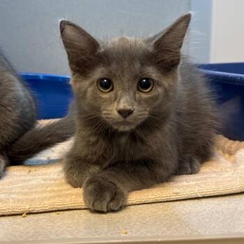 Teddy -  Domestic Long Hair Cat for Adoption in Pittsburgh, Pennsylvania - Teddy | PetCurious