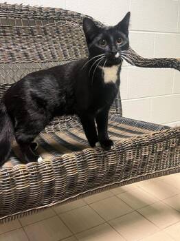Rescue Tuxedo Cats for Adoption in Jackson, Michigan - Pepper | PetCurious