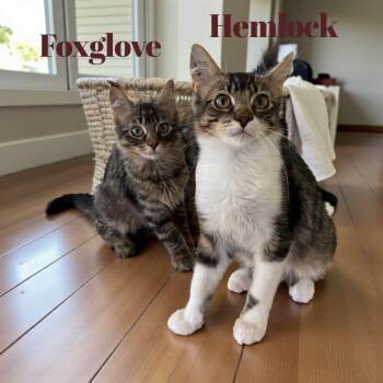 Rescue Domestic Medium Hair Cats for Adoption in Duchess, Alberta - Foxglove | PetCurious