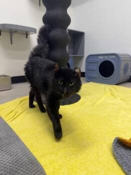 Domestic Medium Hair and Domestic Short Hair Cats Available for Adoption in West Chester, Pennsylvania - Spotty | PetCurious