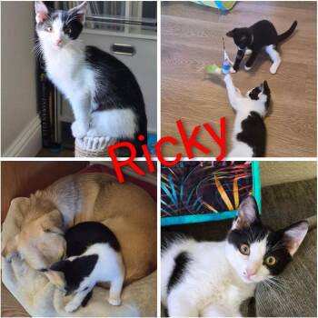 Ricky -  Domestic Short Hair Cat for Adoption in Orangevale, California - Ricky | PetCurious