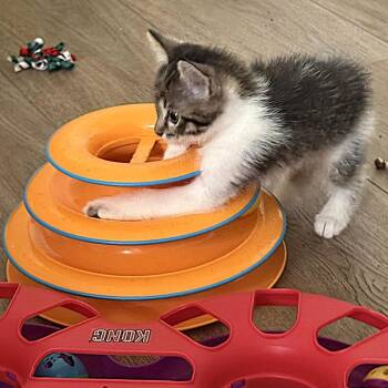 Domestic Short Hair Cats Available for Adoption in Elfin Forest, California - Alpine | PetCurious