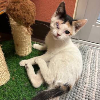Blink w/ Optic -  Domestic Short Hair Cat for Adoption in Flagstaff, Arizona - Blink W/ Optic | PetCurious