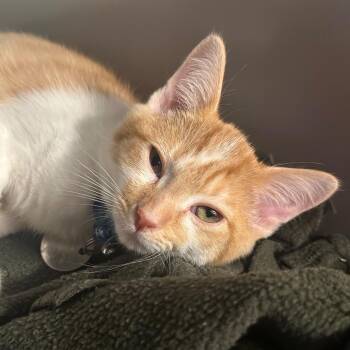 WV2399 Harvest -  Domestic Short Hair Cat for Adoption in Port Washington, New York - WV2399 Harvest | PetCurious