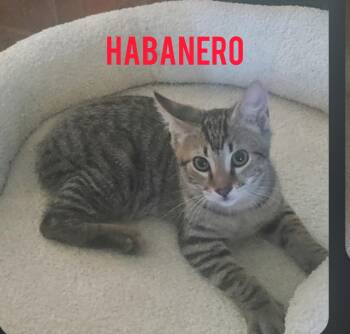 Habanero -  American Shorthair and Tabby Cat for Adoption in Shrewsbury, Massachusetts - Habanero | PetCurious