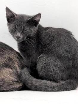 Nidoran -  Domestic Short Hair Cat for Adoption in Virginia Beach, Virginia - Nidoran | PetCurious
