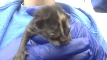 Rescue Domestic Short Hair Cats for Adoption in Dallas, Texas - ASH | PetCurious