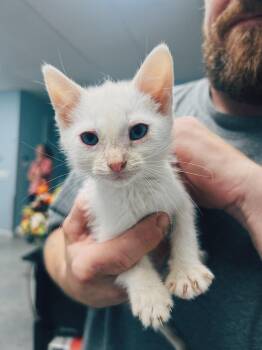 Cloud -  Domestic Medium Hair Cat for Adoption in Okmulgee, Oklahoma - Cloud | PetCurious