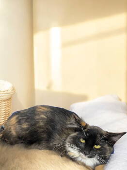 Rescue Domestic Long Hair Cats for Adoption in Champaign, Illinois - Dusk | PetCurious