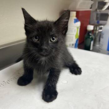 Archipelago -  Domestic Short Hair Cat for Adoption in Galveston, Texas - Archipelago | PetCurious