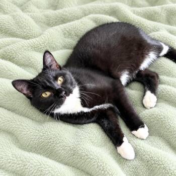 Dickens -  Domestic Short Hair and Tuxedo Cat for Adoption in Long Beach, Washington - Dickens | PetCurious
