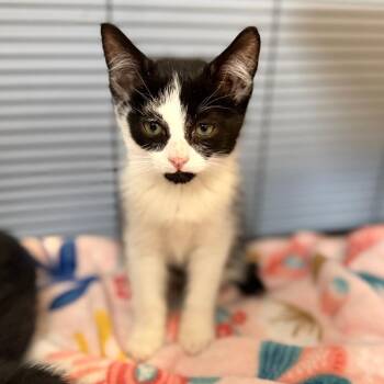 Kingsley -  Domestic Short Hair Cat for Adoption in Portage, Michigan - Kingsley | PetCurious