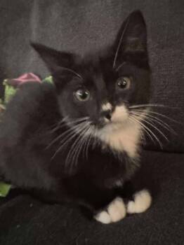 Rescue Domestic Short Hair Cats for Adoption in Cloquet, Minnesota - Miley Cyrus | PetCurious