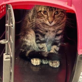 Beans -  Tabby Cat for Adoption in Oberlin, Ohio - Beans | PetCurious