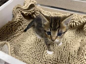 Domestic Short Hair Cats Available for Adoption in Modesto, California - A610965 | PetCurious