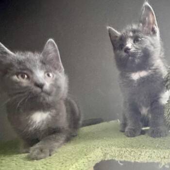 Anna -  Domestic Short Hair Cat for Adoption in Granville, Ohio - Anna | PetCurious