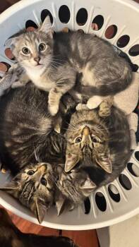Chandler -  Domestic Short Hair Cat for Adoption in Alafaya, Florida - Chandler | PetCurious