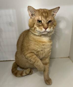 Garfield -  Domestic Short Hair and Tabby Cat for Adoption in Hammond, Louisiana - Garfield | PetCurious