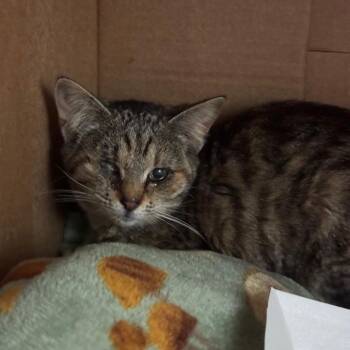 Domestic Short Hair Cats Available for Adoption in Lynchburg, Virginia - Tallulah | PetCurious