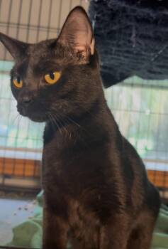 Bombay and Domestic Short Hair Cats Available for Adoption - Eve | PetCurious