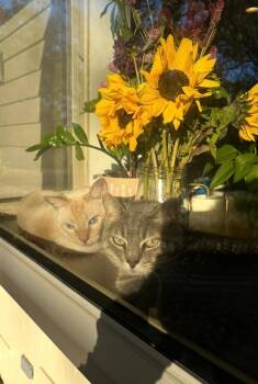Domestic Short Hair Cats Available for Adoption in Minneapolis, Minnesota - Arya / Hank | PetCurious