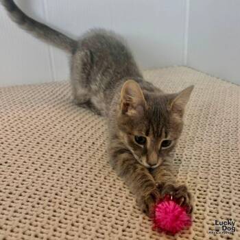 Evie -  Domestic Short Hair Cat for Adoption in Washington, District Of Columbia - Evie | PetCurious