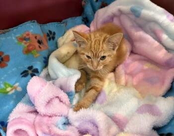 Domestic Medium Hair Cats Available for Adoption in Fort Pierce, Florida - Princess Xena | PetCurious