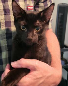Rescue Domestic Short Hair Cats for Adoption in Frisco, Texas - Shadow | PetCurious