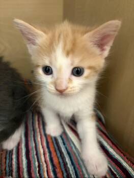Domestic Short Hair Cats Available for Adoption in Rochester Hills, Michigan - Mary | PetCurious