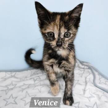 Venice -  Tortoiseshell Cat for Adoption in Charlotte, North Carolina - Venice | PetCurious