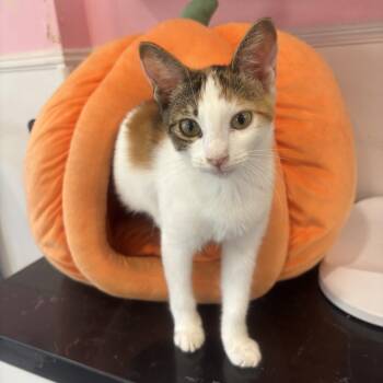 Fergie -  Calico Cat for Adoption in Whittier, California - Fergie | PetCurious