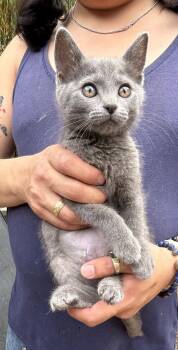 Stormy Napa -  Russian Blue Cat for Adoption in Napa, California - Stormy Napa | PetCurious