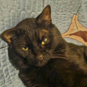 Rescue Domestic Short Hair Cats for Adoption - Lion | PetCurious