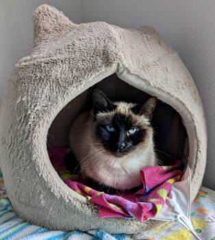 Siamese and Domestic Short Hair Cats Available for Adoption in Tillamook, Oregon - Caesar | PetCurious