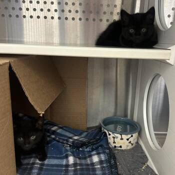 Domestic Short Hair Cats Available for Adoption in Pittsburgh, Pennsylvania - Namoura | PetCurious