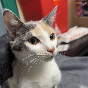 Willow -  Domestic Medium Hair Cat for Adoption in Lakewood, Colorado - Willow | PetCurious