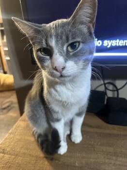 Rescue Domestic Short Hair Cats for Adoption in Albany, Wisconsin - Jarvis | PetCurious