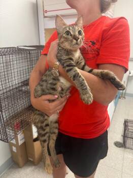 26-1014C -  Domestic Short Hair Cat for Adoption in Sorrento, Louisiana - 26-1014C | PetCurious