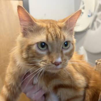 Max -  Domestic Medium Hair and Domestic Short Hair Cat for Adoption in Hattiesburg, Mississippi - Max | PetCurious