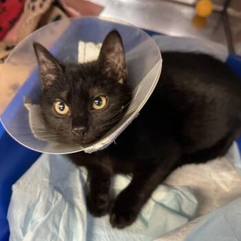 Domestic Short Hair Cats Available for Adoption - Soot Gremlin | PetCurious