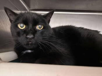 Rescue Domestic Short Hair Cats for Adoption in Rustburg, Virginia - Edwina - At Shelter | PetCurious