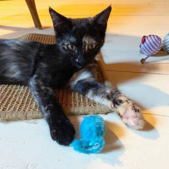 Tansy -  Domestic Short Hair Cat for Adoption in Gorham, Maine - Tansy | PetCurious