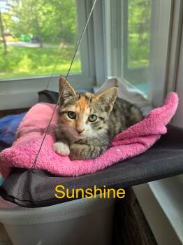 Rescue American Shorthair Cats for Adoption in Beach Park, Illinois - Sunshine | PetCurious